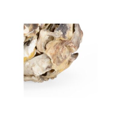 Alternative view of Oyster Shell Candleholder (Pr)