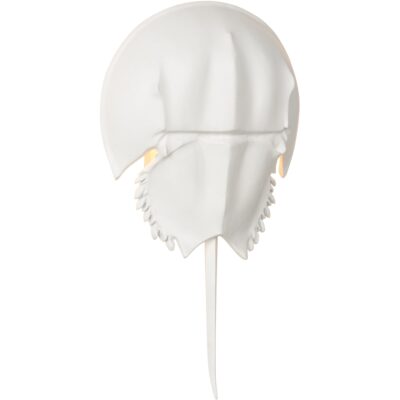 Horseshoe Crab Sconce - White