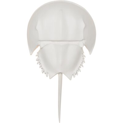 Alternative view of Horseshoe Crab Sconce - White